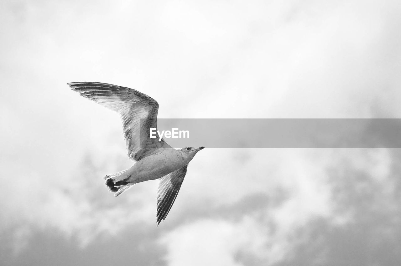 LOW ANGLE VIEW OF SEAGULL FLYING IN SKY