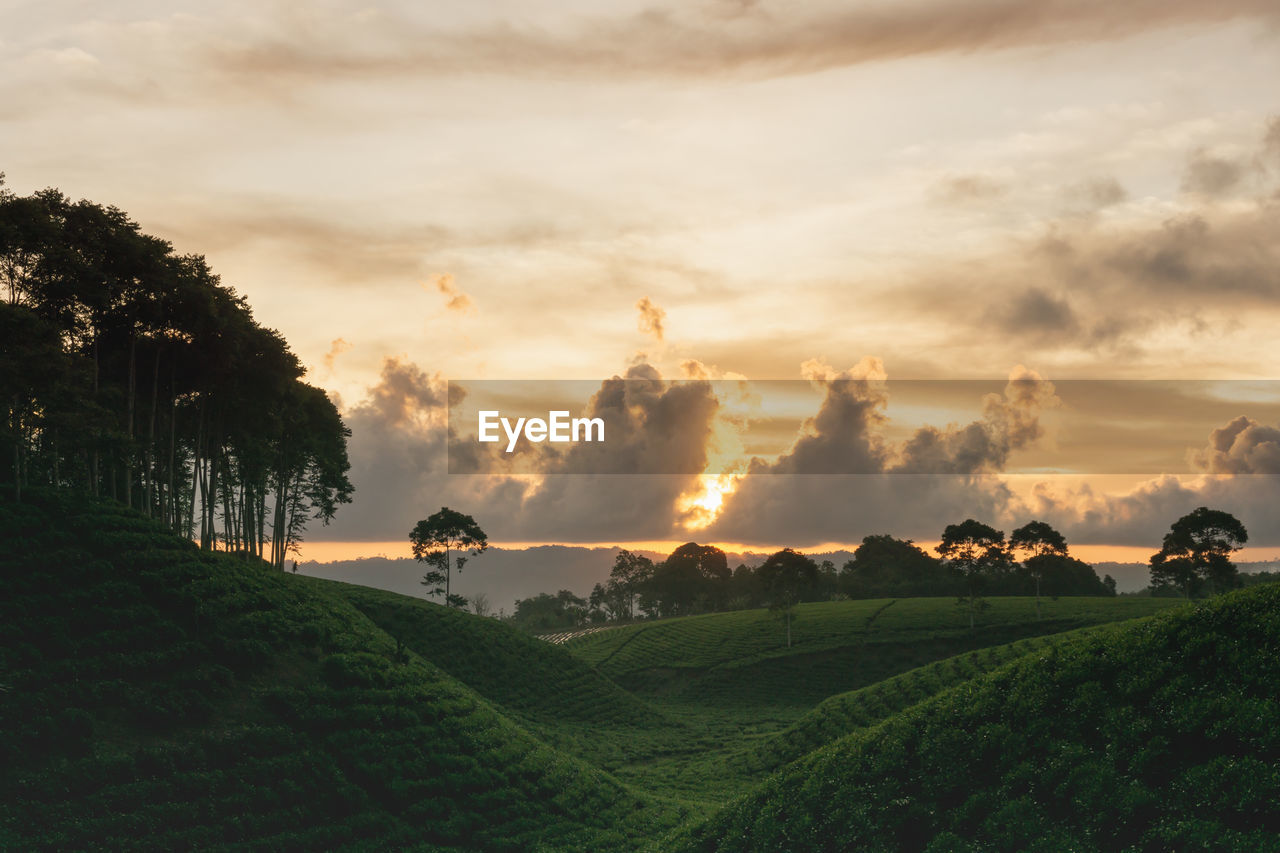 PANORAMIC SHOT OF AGRICULTURAL FIELD AGAINST SKY