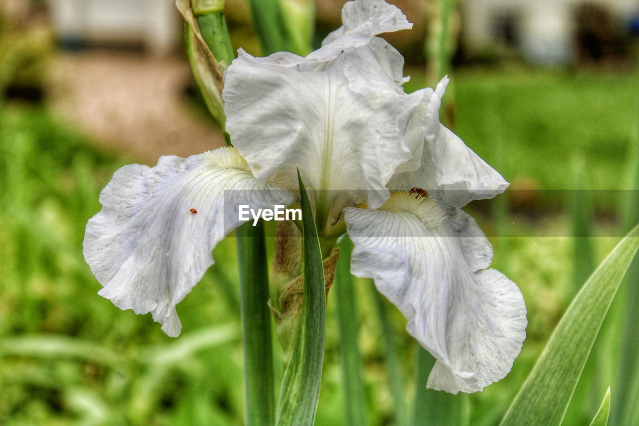 plant, flower, flowering plant, iris, freshness, close-up, beauty in nature, growth, petal, fragility, focus on foreground, inflorescence, flower head, nature, human eye, white, day, green, outdoors, springtime, botany