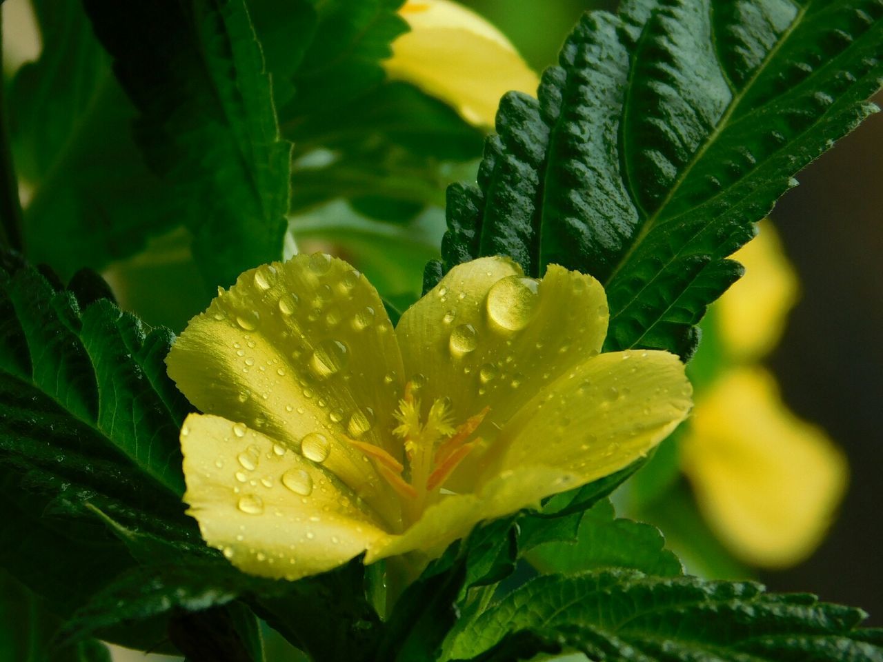 CLOSE-UP OF WATER DROPS ON YELLOW LEAF