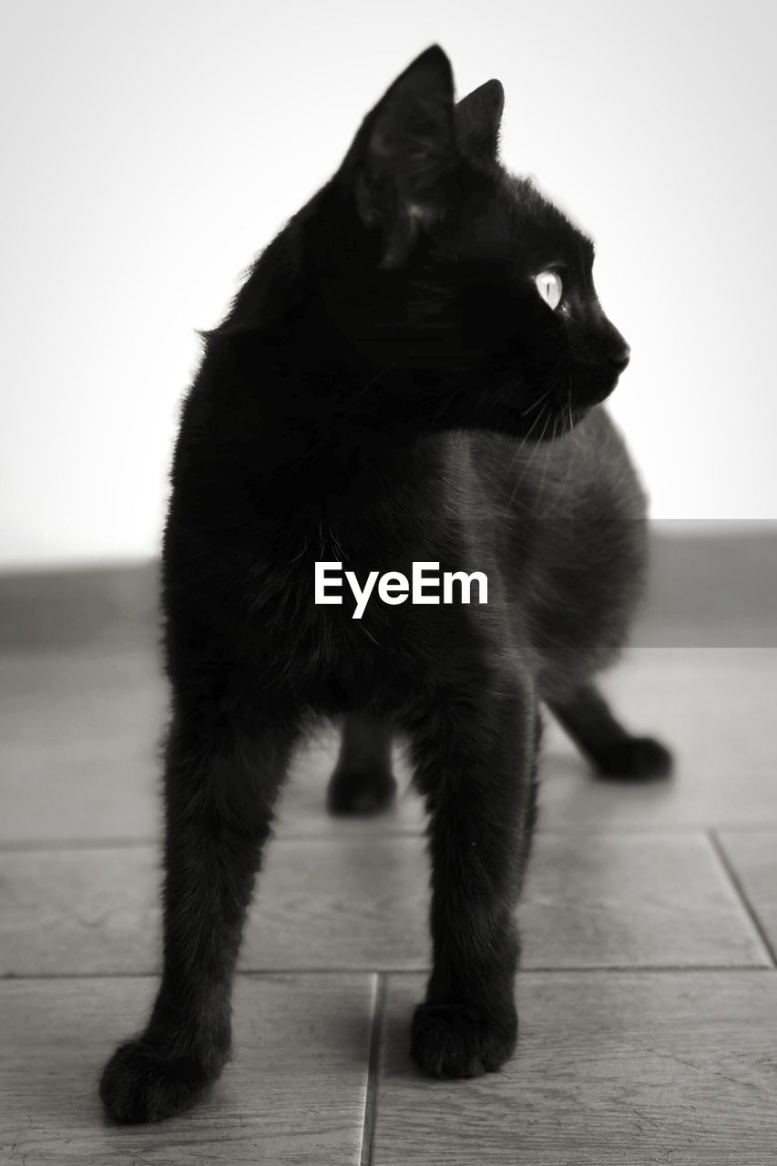 CAT LOOKING AWAY ON HARDWOOD FLOOR