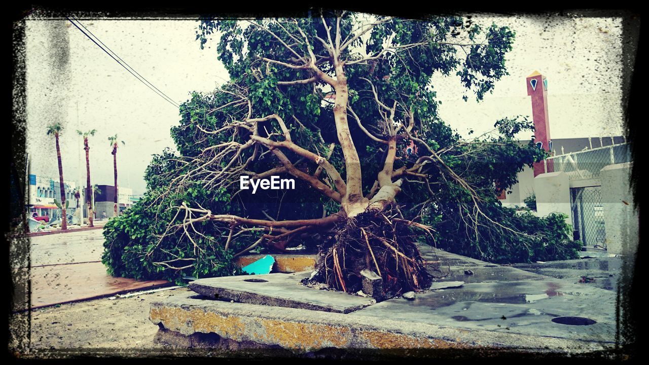 TREE BY SIDEWALK AGAINST BUILDINGS