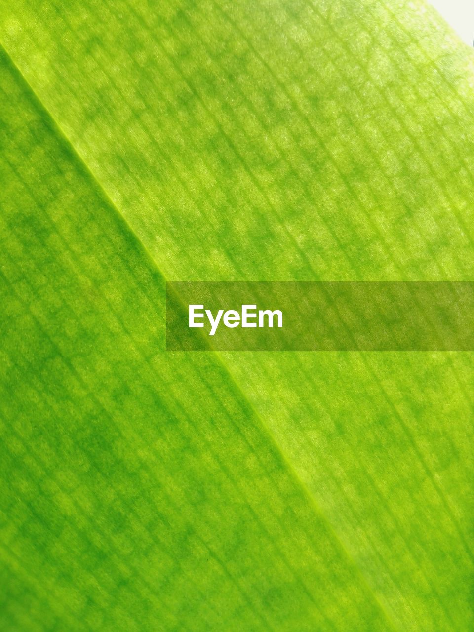 CLOSE-UP OF GREEN LEAF