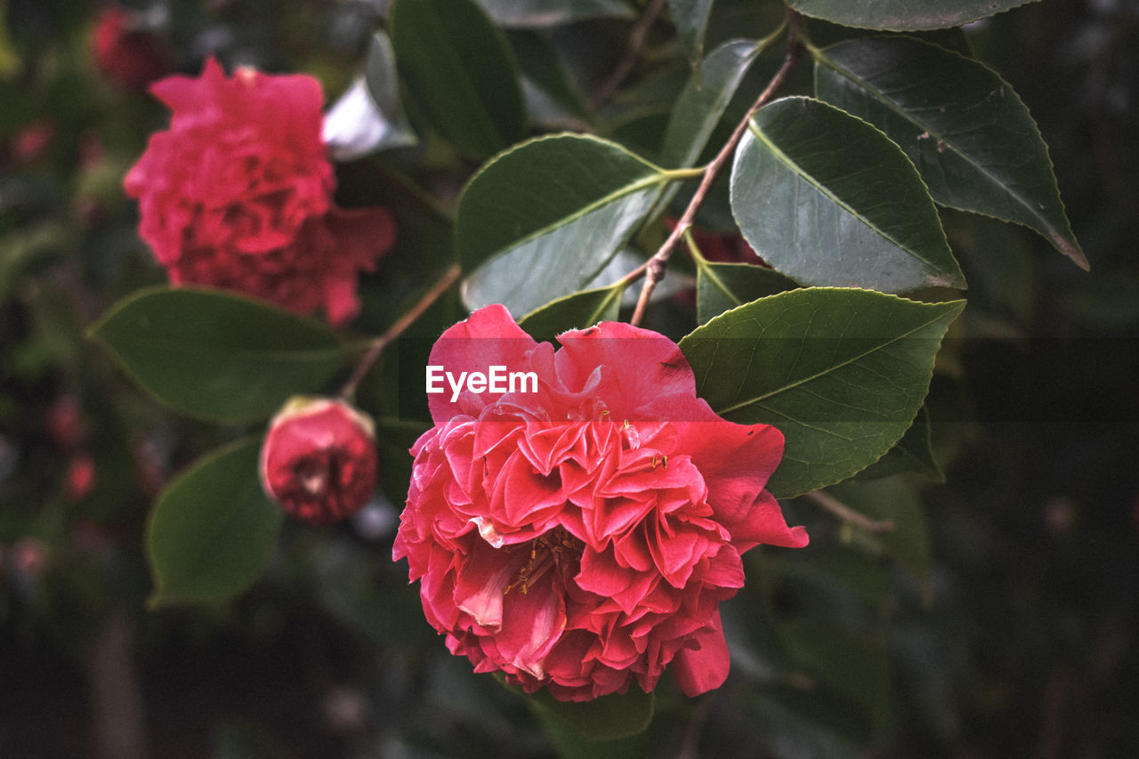 CLOSE-UP OF PINK ROSE WITH RED FLOWER