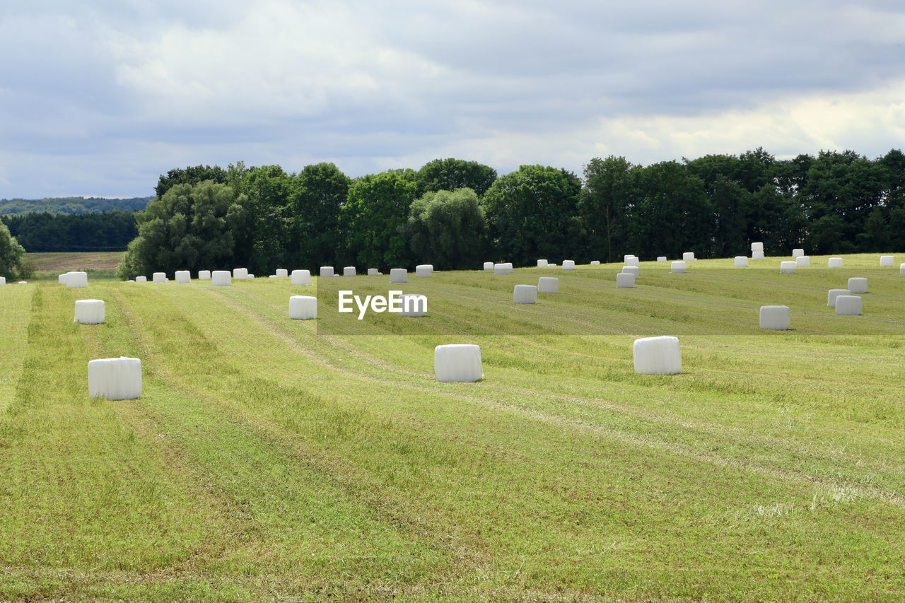 Panoramic shot of trees on field against sky