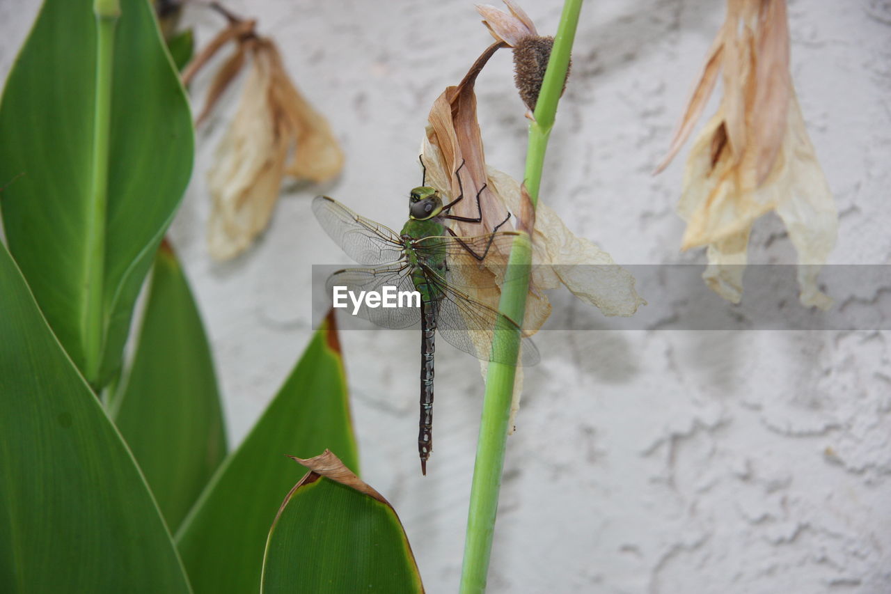 CLOSE-UP OF INSECT ON PLANT