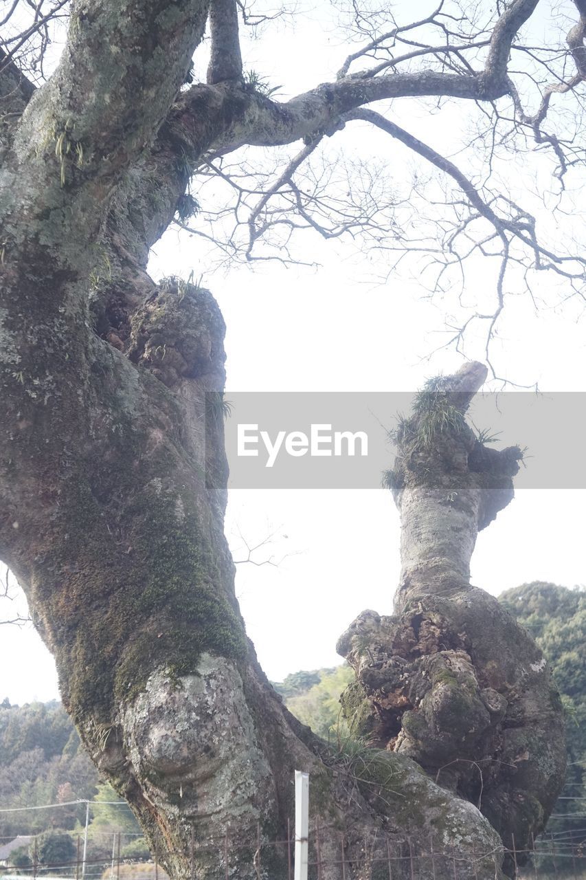 LOW ANGLE VIEW OF TREE AGAINST SKY