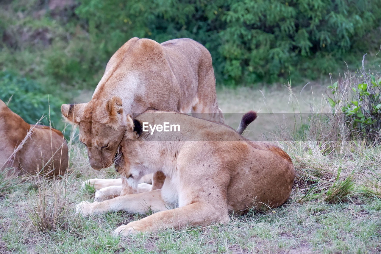 Lionesses nuzzle in the maasai mara, kenya