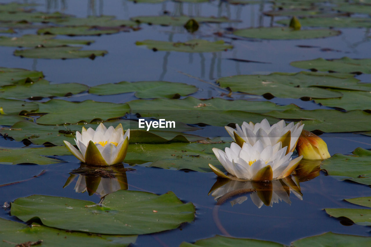WATER LILY IN LAKE