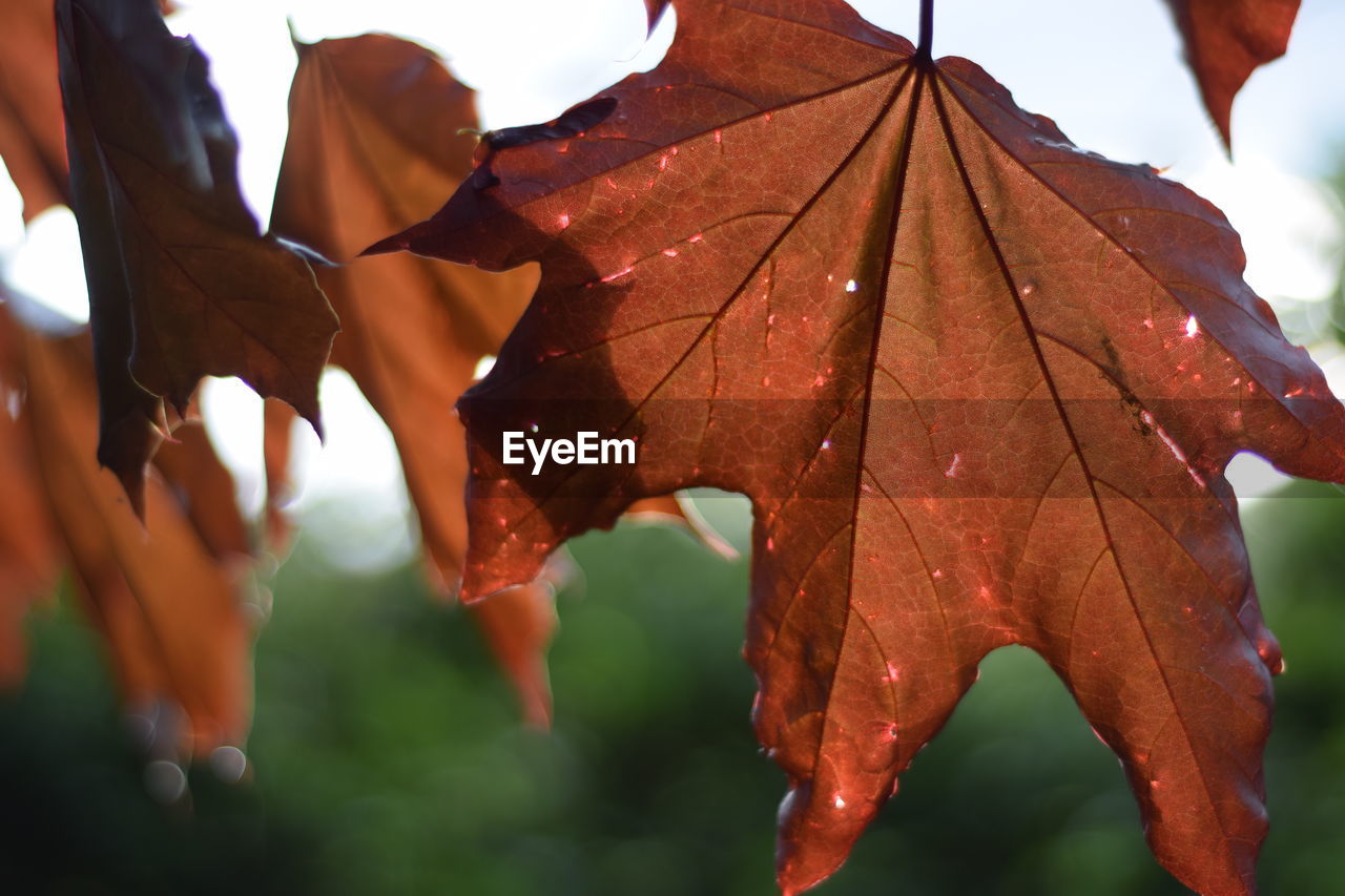 CLOSE-UP OF MAPLE LEAF IN WATER