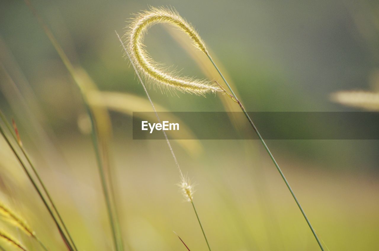 Close-up of stalks in field