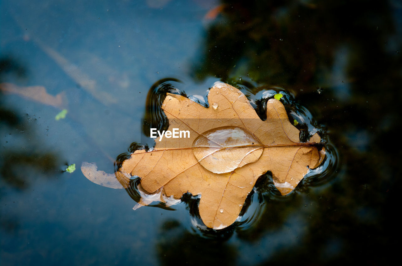 Close-up of autumn leaf on lake