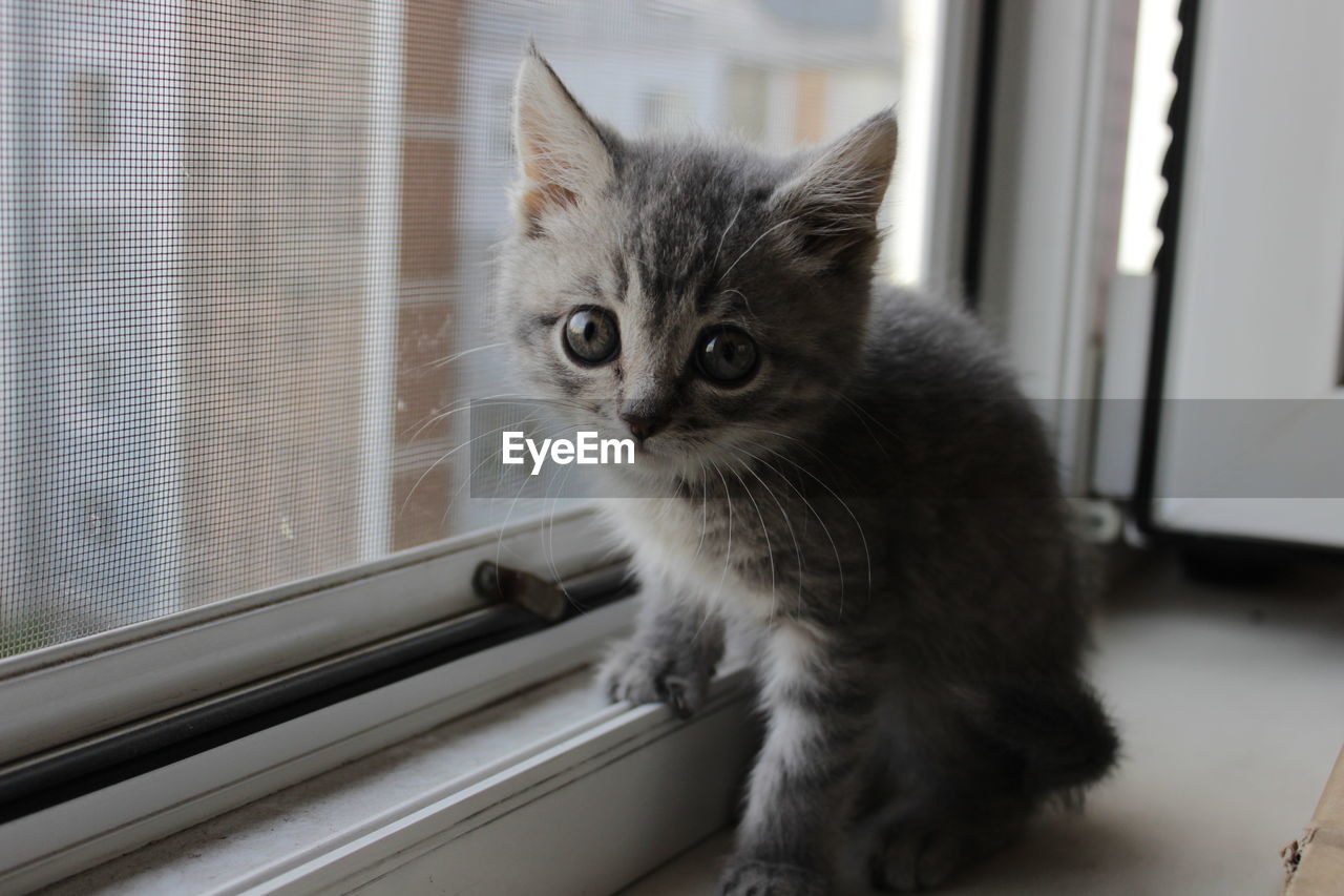 CAT LOOKING AT WINDOW