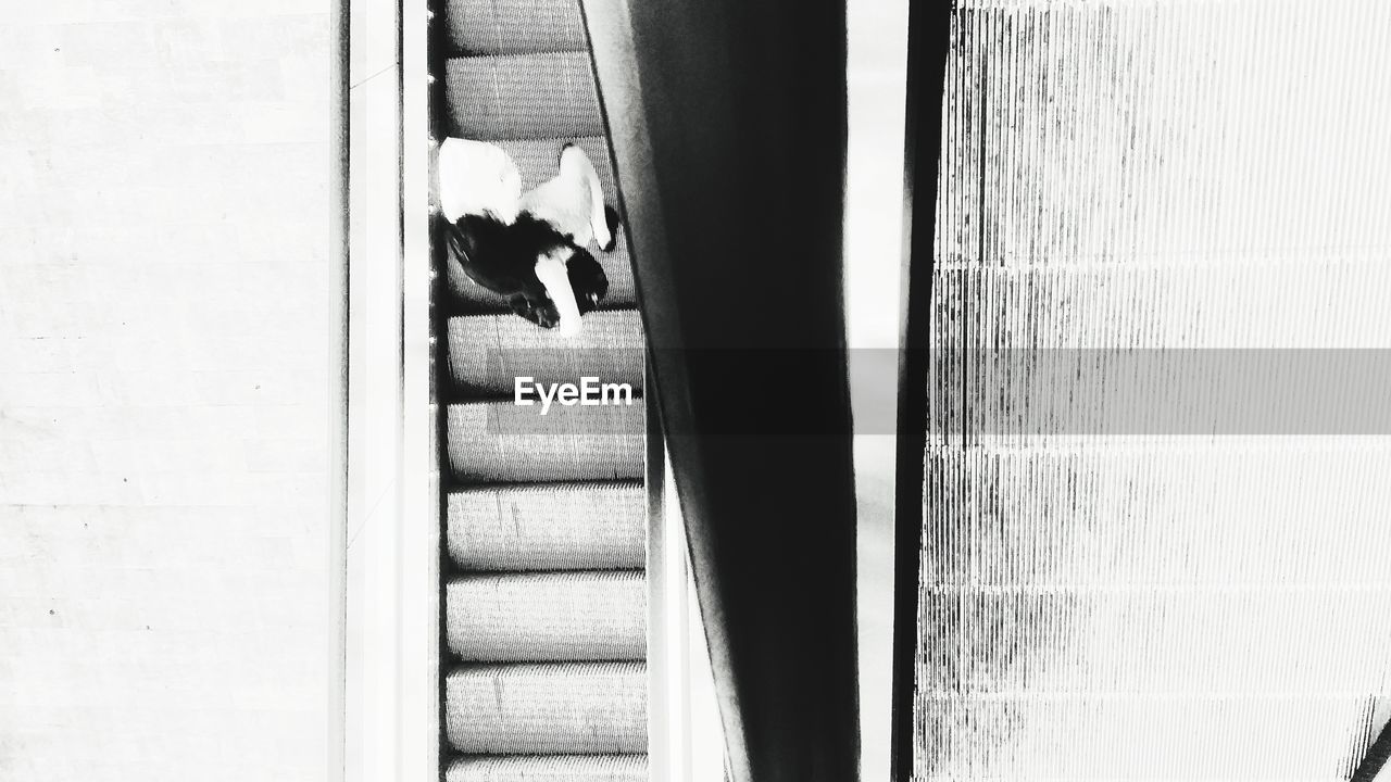 CLOSE-UP OF DOG AGAINST CURTAIN