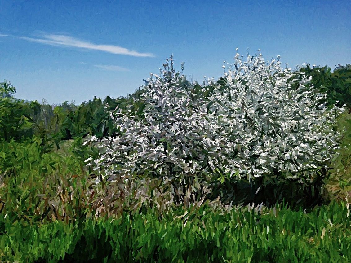 TREES GROWING ON FIELD AGAINST SKY