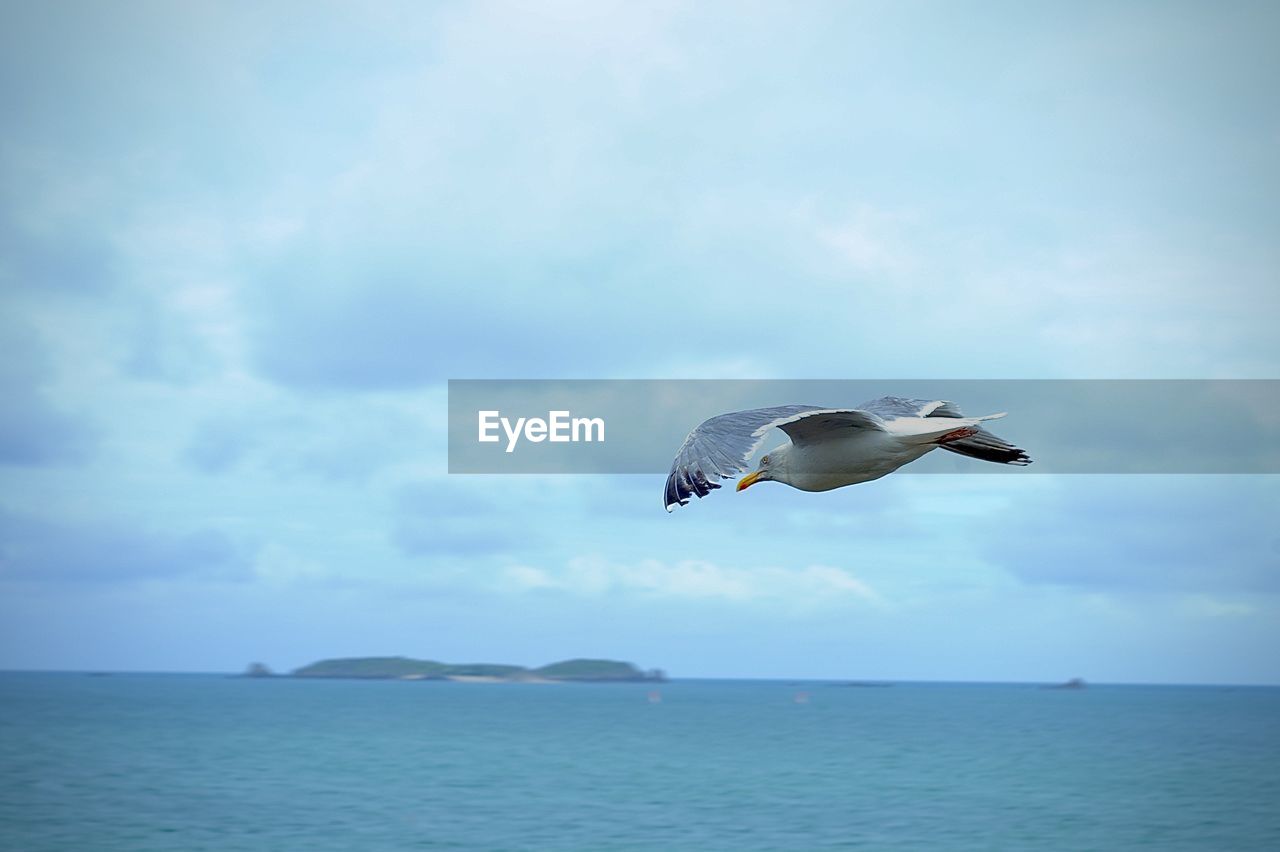 SEAGULL FLYING ABOVE SEA