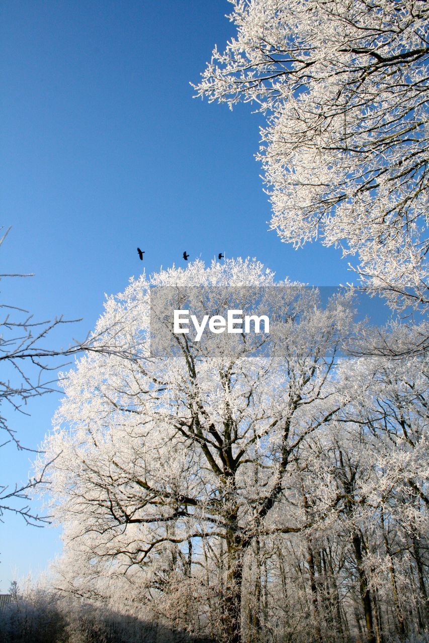 Low angle view of snow covered trees