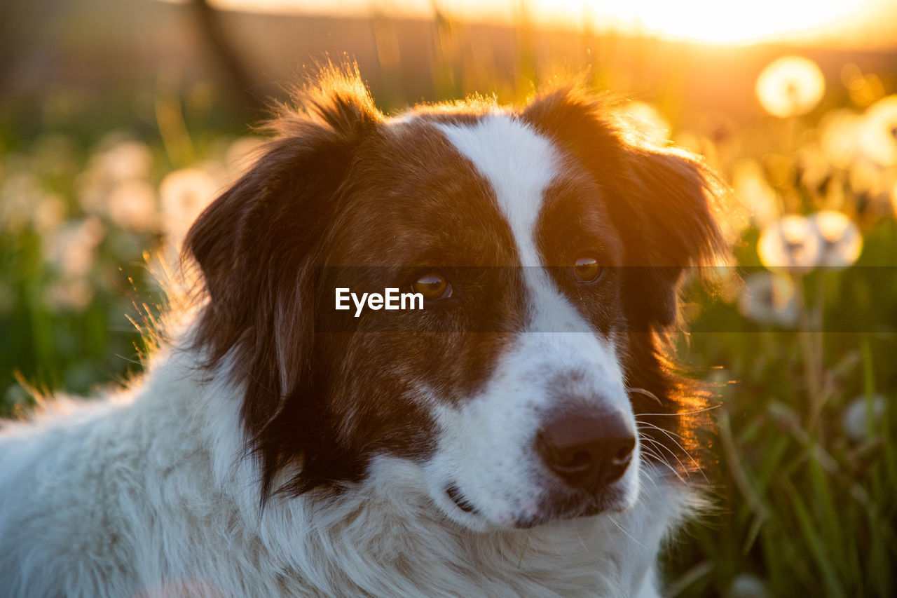 pet, one animal, domestic animals, animal themes, dog, mammal, animal, canine, sunset, sunlight, portrait, border collie, nature, sun, animal body part, sky, summer, cute, grass, no people, plant, looking, animal hair, focus on foreground, animal head, outdoors, environment, looking at camera, relaxation, carnivore
