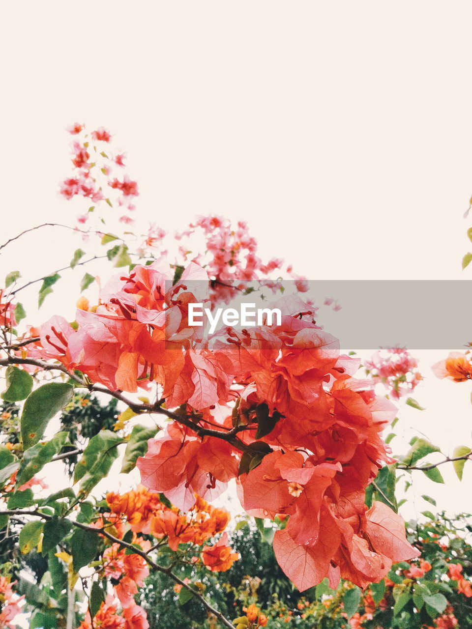 LOW ANGLE VIEW OF PINK FLOWERS ON TREE