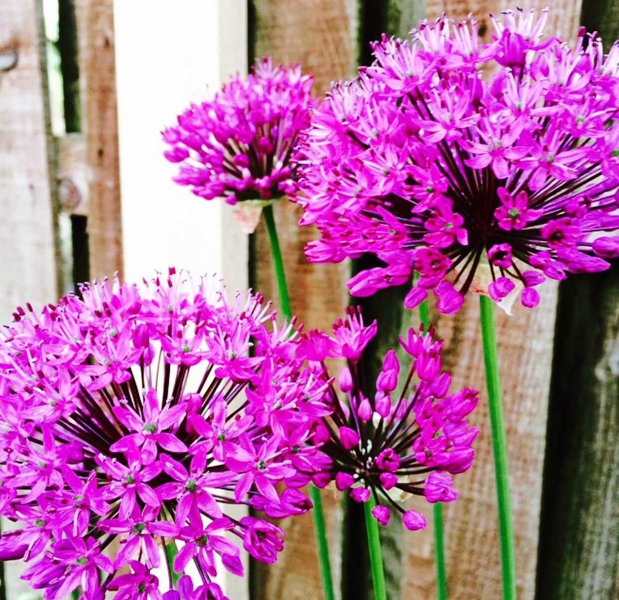 CLOSE-UP OF PINK FLOWERS BLOOMING