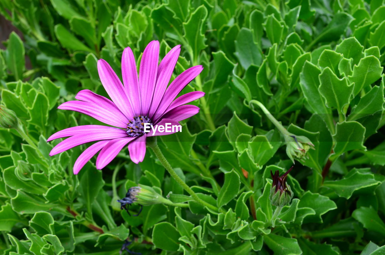 Close-up of purple flower