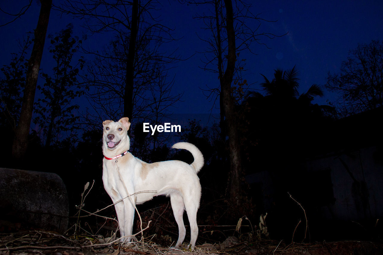 View of dog sitting on field against sky