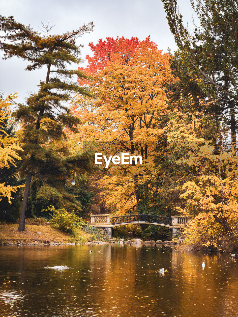 tree, plant, autumn, water, reflection, nature, beauty in nature, leaf, scenics - nature, tranquility, lake, sky, environment, no people, tranquil scene, forest, land, landscape, orange color, outdoors, plant part, idyllic, day, pinaceae, travel destinations, coniferous tree, non-urban scene, travel, flower, growth, pine tree, pine woodland