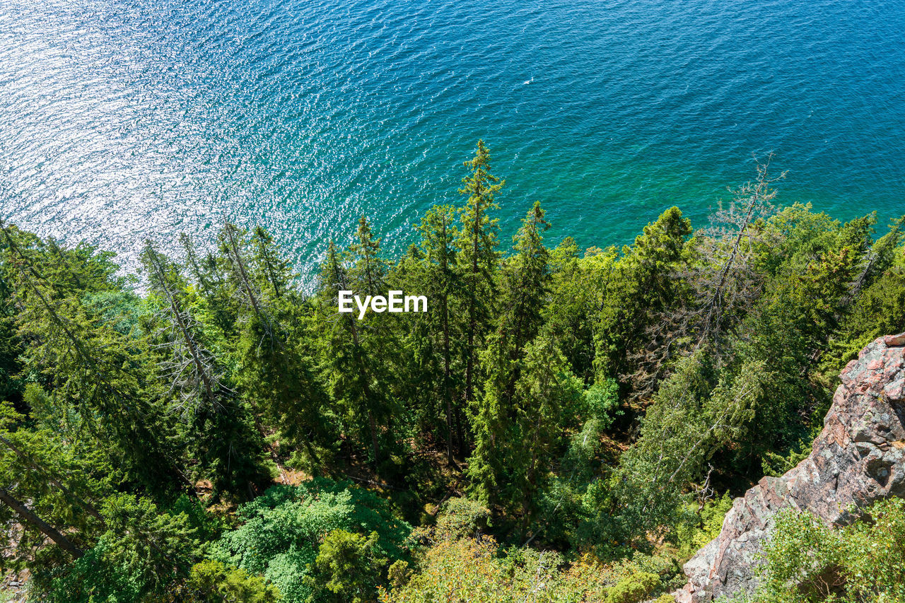 Trees at the coast of the lake vattern, sweden