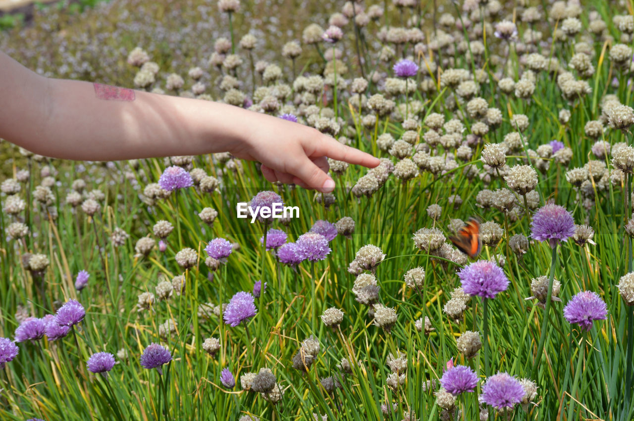 Cropped hand pointing towards flowers blooming on field