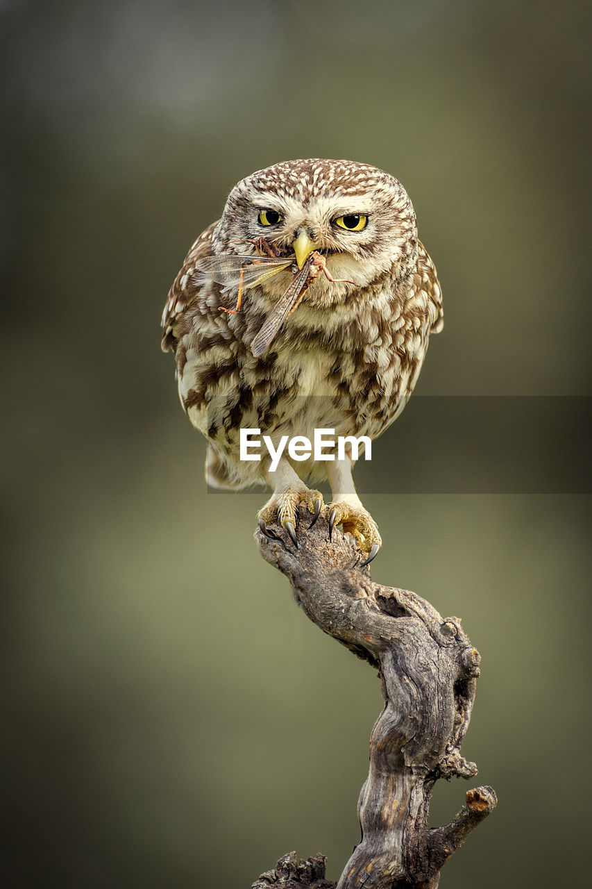 Close-up of portrait owl perching on branch