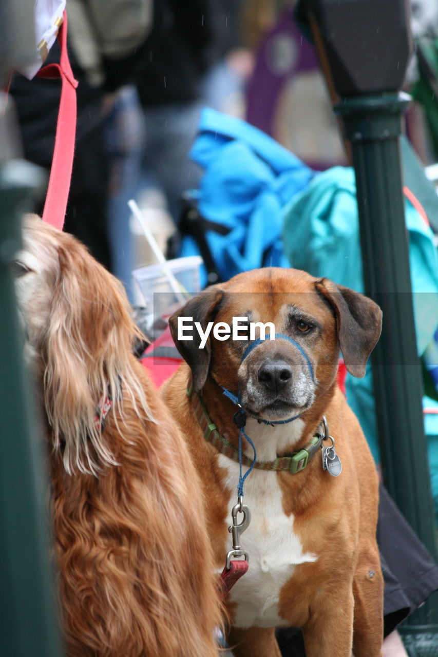 Portrait of dog sitting outdoors