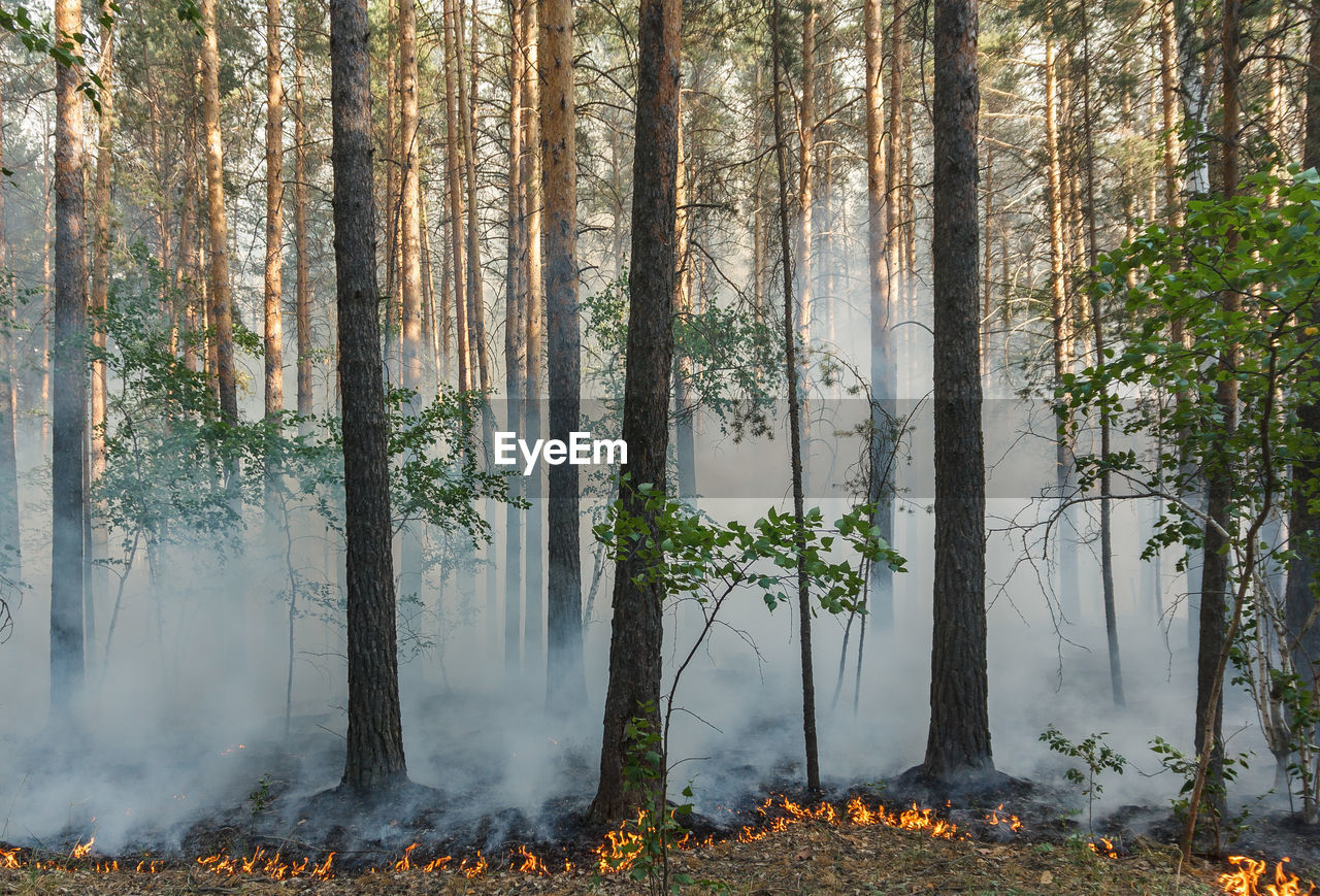 Trees during a forest fire