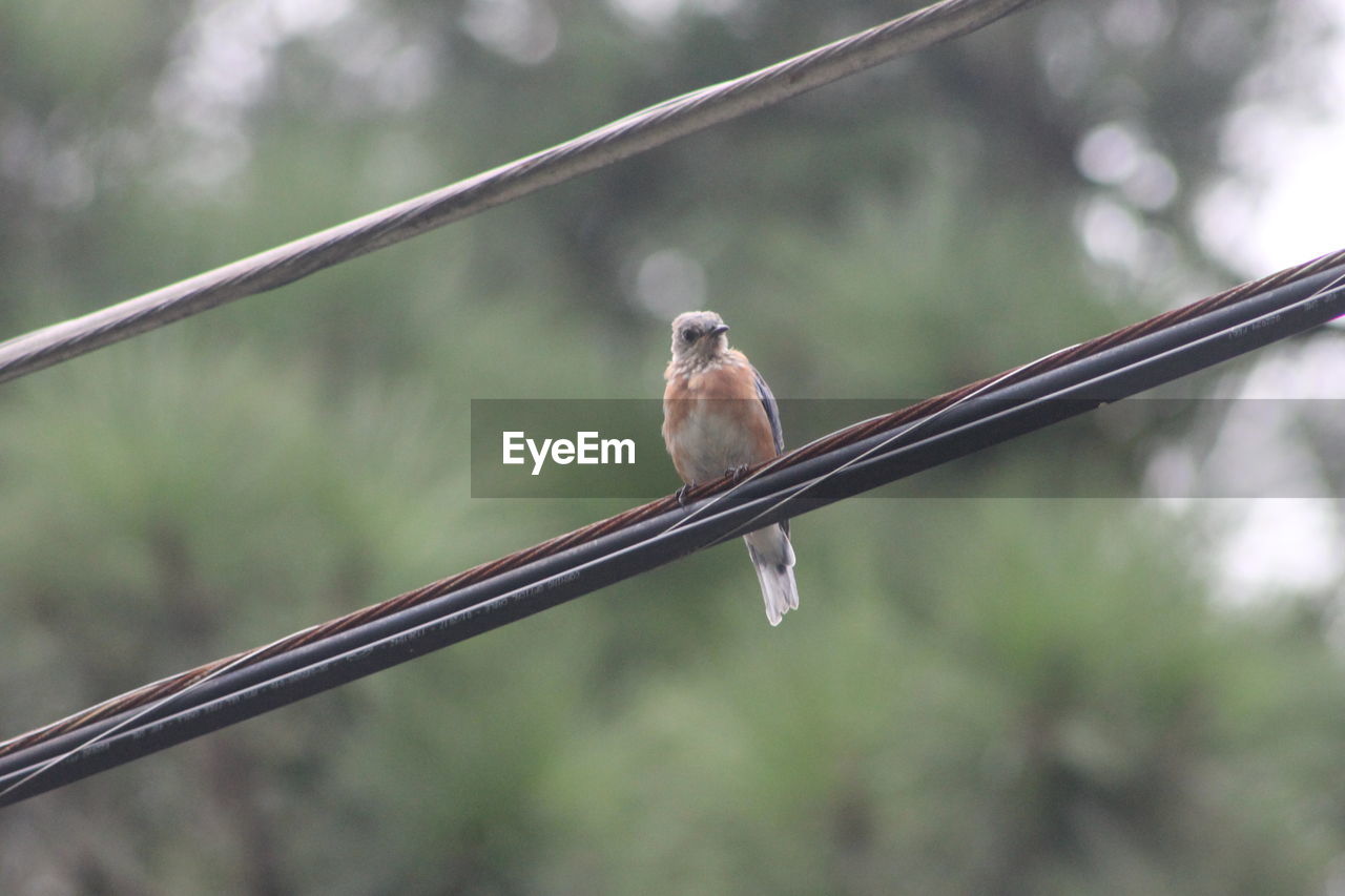 BIRD PERCHING ON RAILING