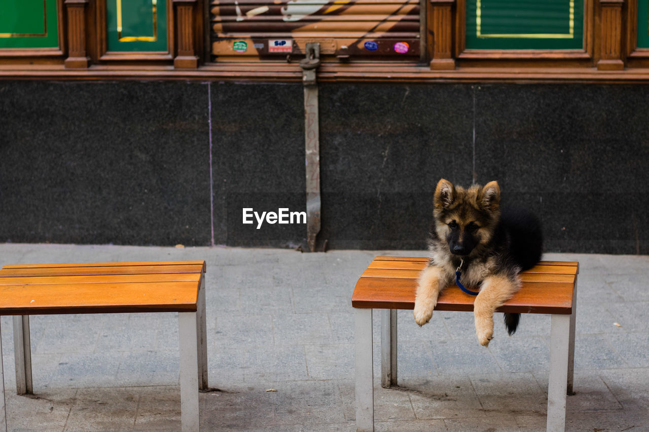 PORTRAIT OF DOG SITTING ON CHAIR IN ROOM