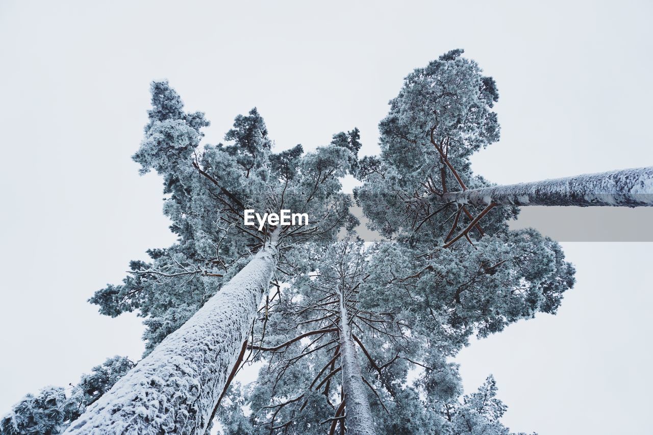 Low angle view of snow covered tree against sky