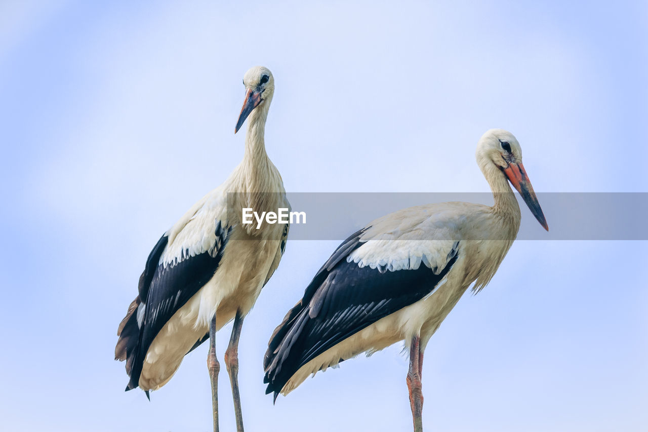 LOW ANGLE VIEW OF BIRDS PERCHING ON A BIRD