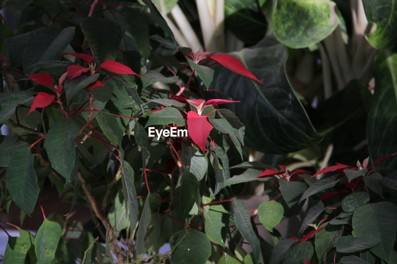 CLOSE-UP OF RED FLOWERING PLANT WITH LEAVES