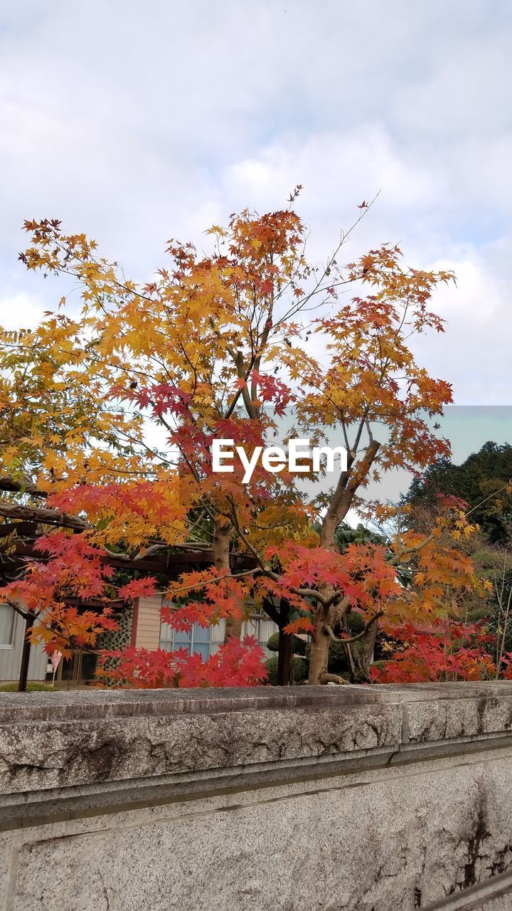 TREE BY BUILDING AGAINST SKY DURING AUTUMN AGAINST ORANGE WALL