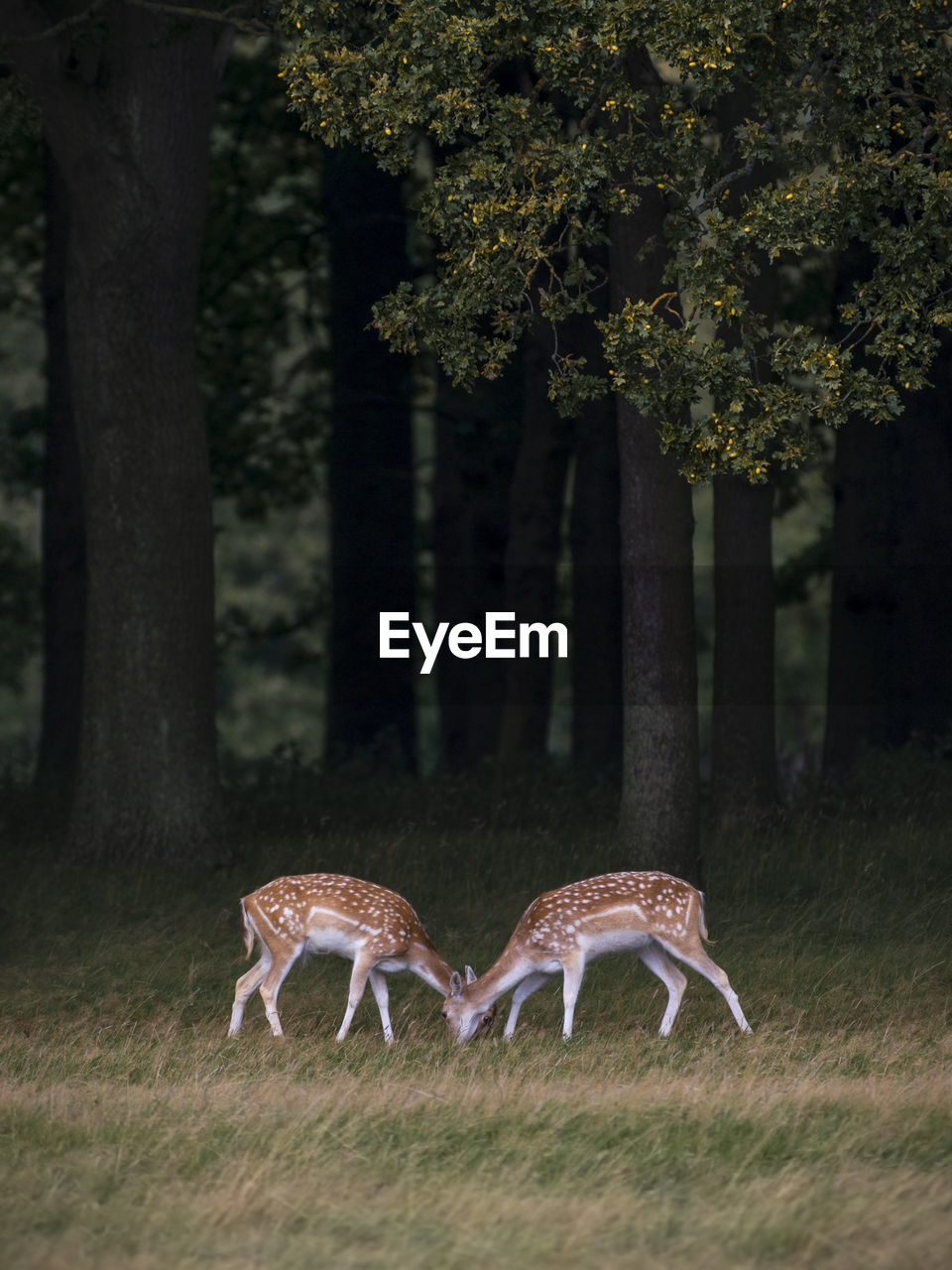 Deer grazing on grassy field at park