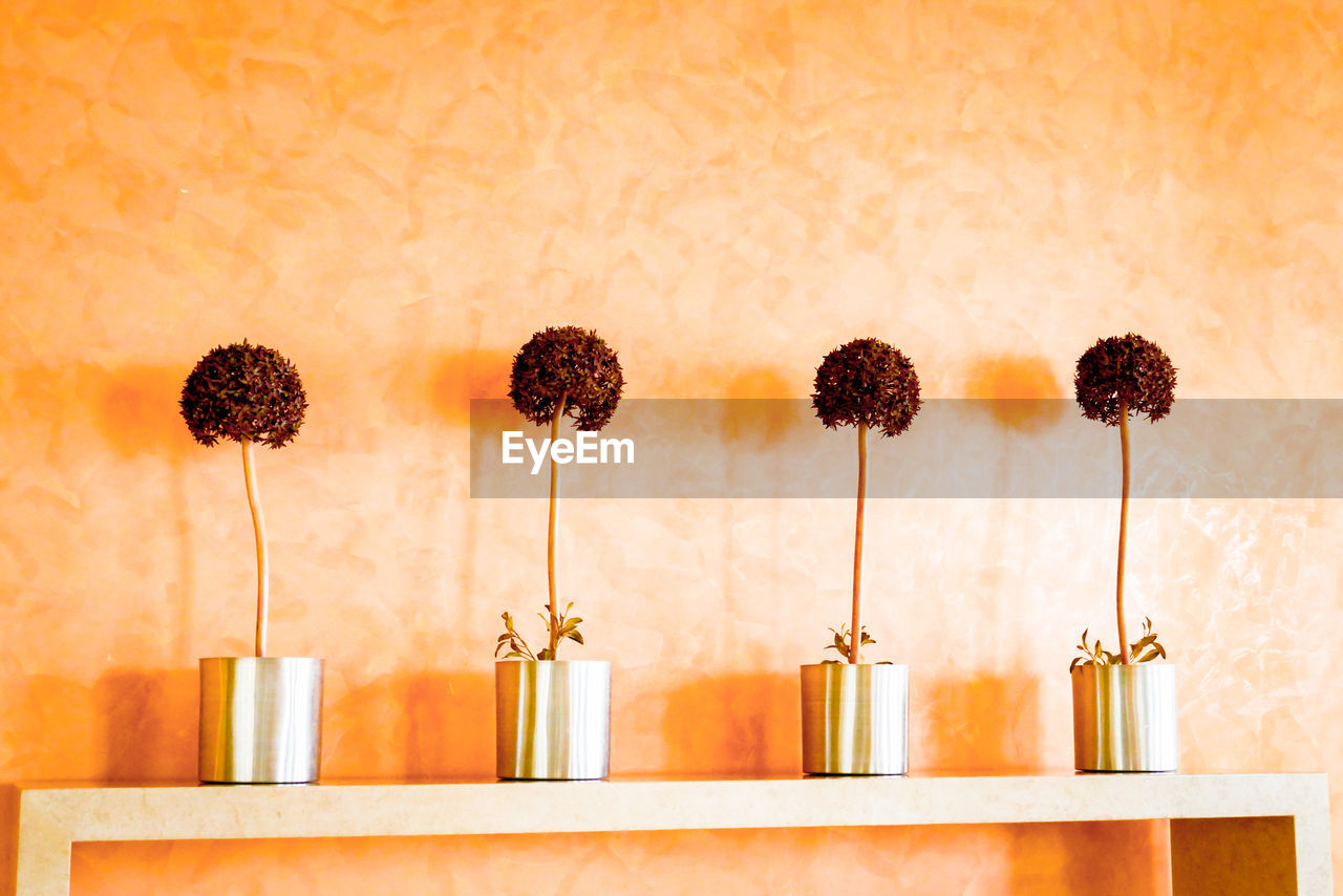 Close-up of potted plants on table against wall