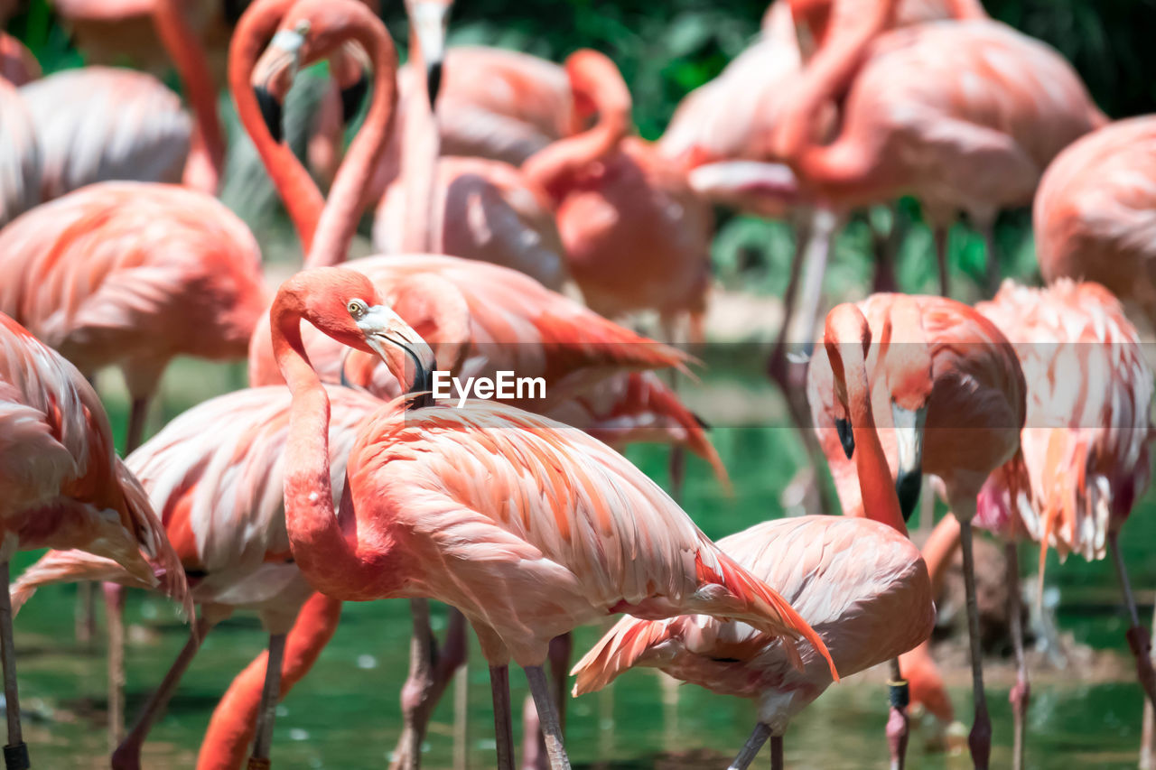 Close-up of flamingos standing in lake