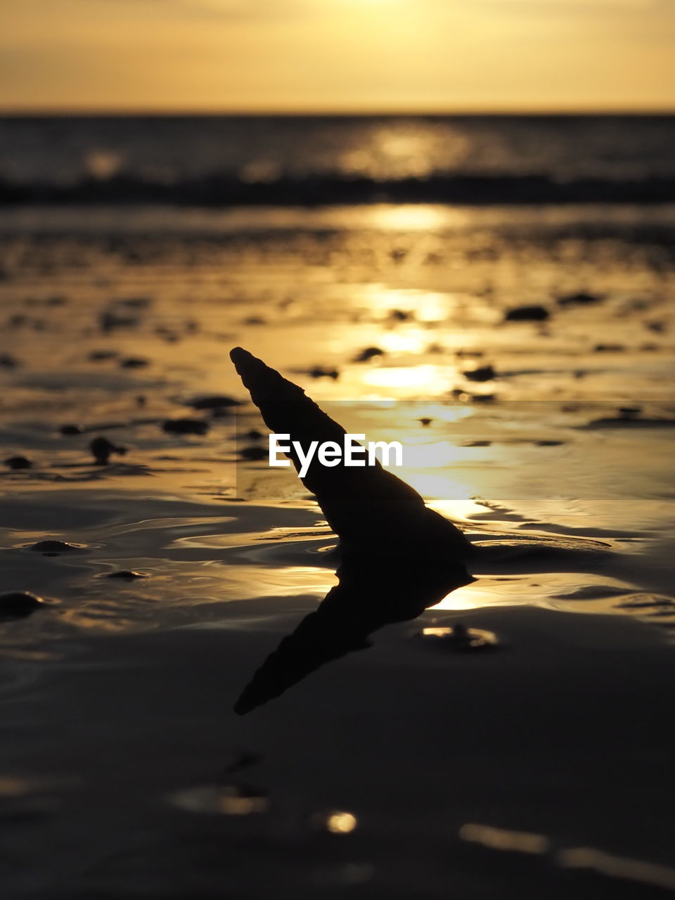 SILHOUETTE BIRD IN SEA AGAINST SKY