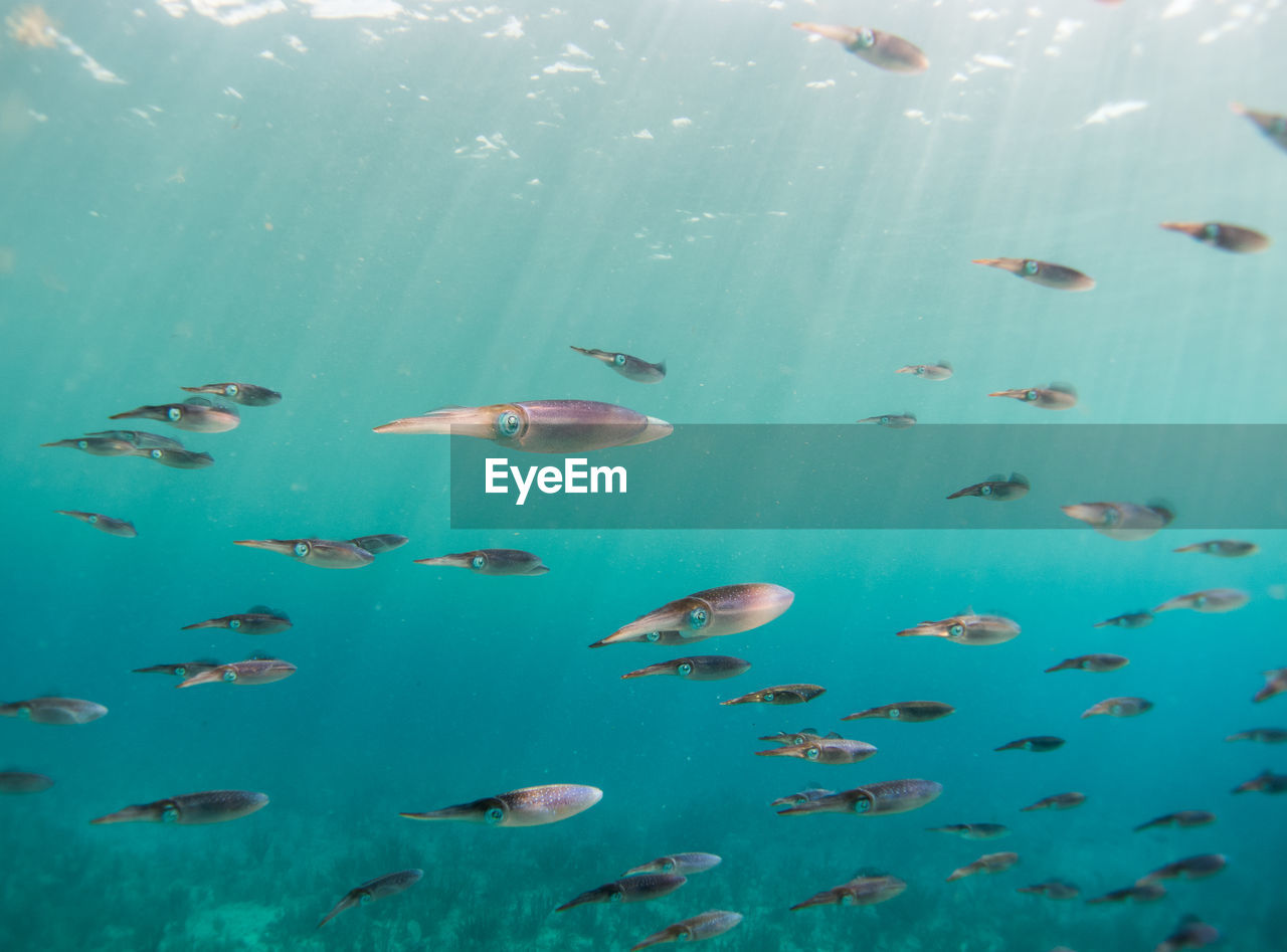 School of calamaris swimming in the caribbean ocean