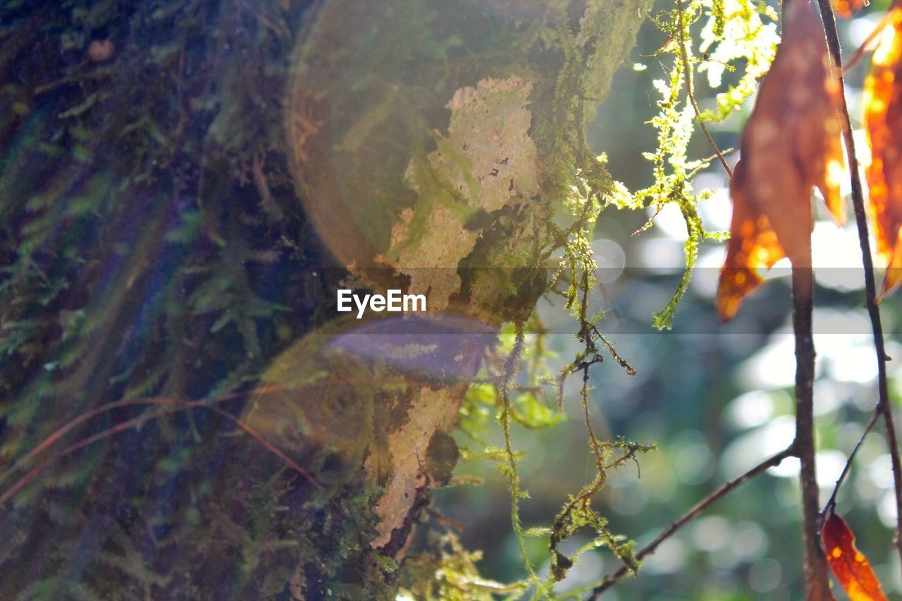 Close-up of fresh moss on tree trunk in forest