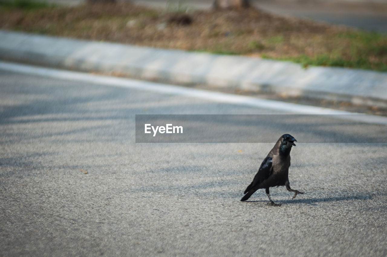 Raven on road