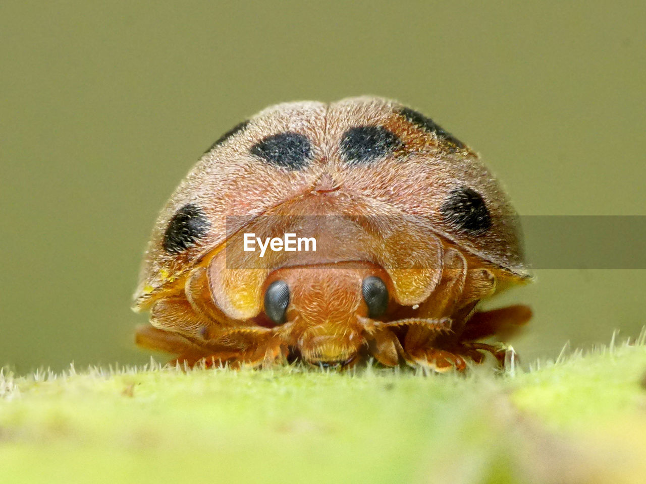 Close-up of insect