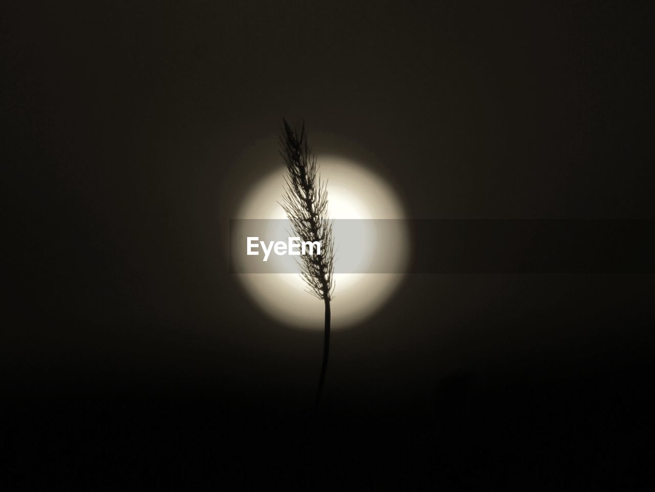 Close-up of plant against moon at night