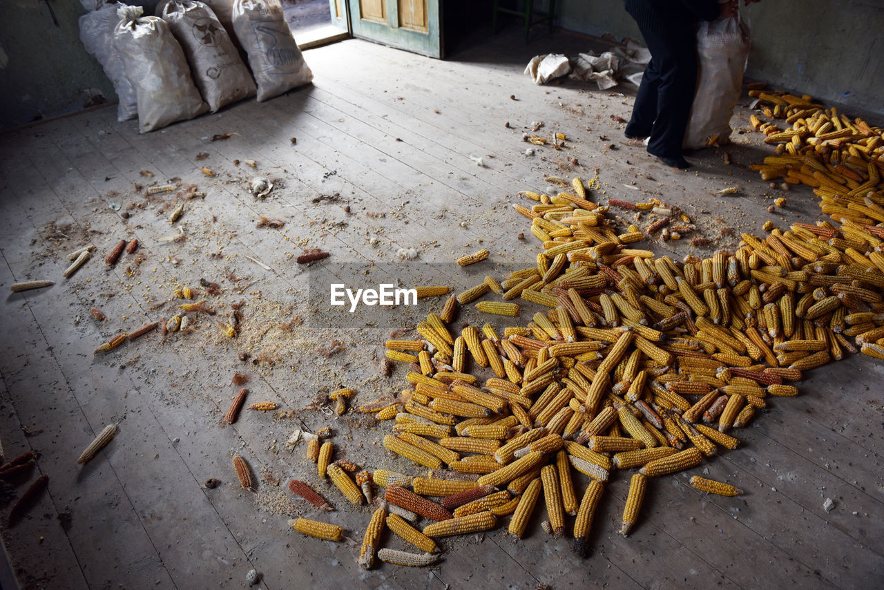 Corn cobs on wooden floor in a dirty abandoned farmhouse