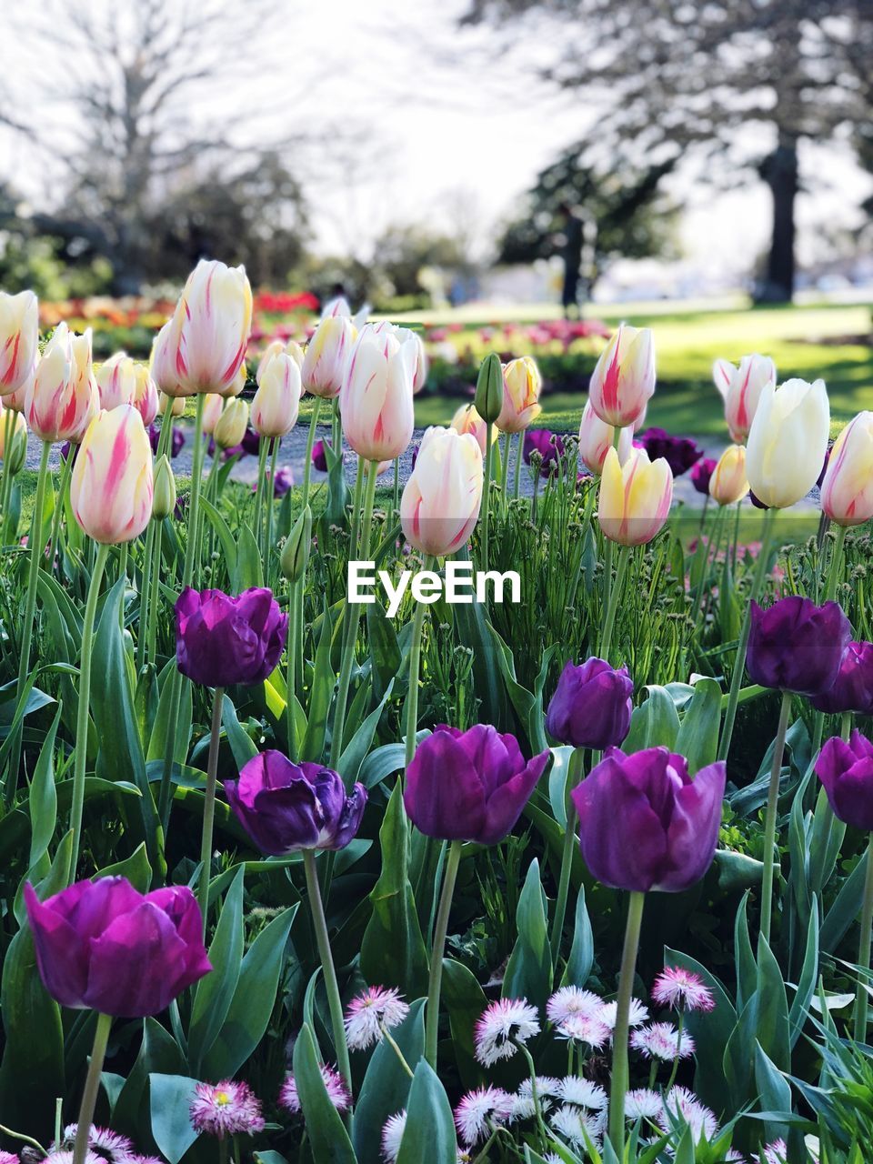 PINK TULIPS IN FIELD