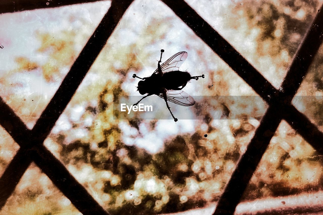 Close-up of silhouette fly on window